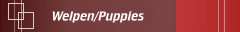 Welpen/Puppies