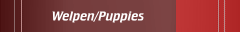 Welpen/Puppies